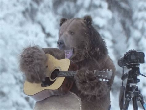giphy bear|Bear GIFs .